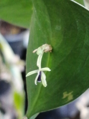 Ruscus