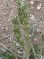 Oxytropis lambertii