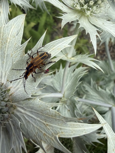 Margined Leatherwing Beetle