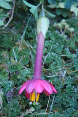 Passiflora cumbalensis
