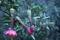 Passiflora cumbalensis