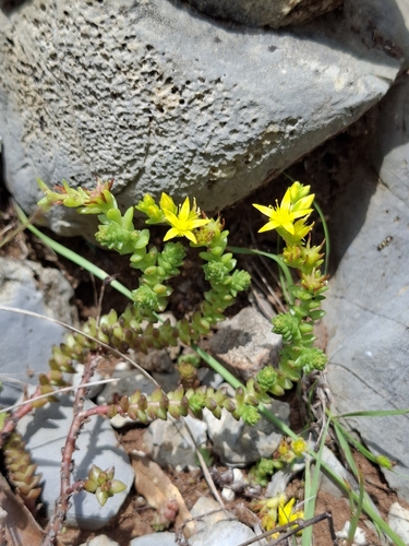 Sedum nanifolium