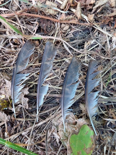 Plume de Bouvreuil pivoine