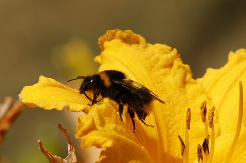 Garden Bumble Bee, Sonsbeek, Zijpendaal, Arnhem, Nederland, photo 6 of 10