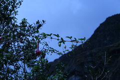 Passiflora cumbalensis