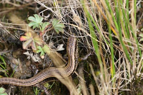 Taylor's Largescale Lizard, Alopoglossus plicatus