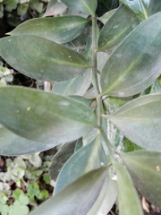 Ruscus