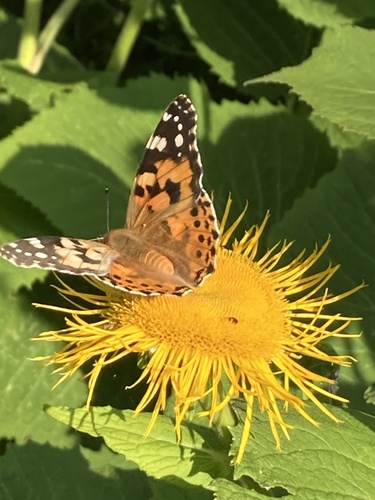 Painted Lady