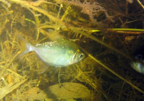 Zilverschijf-tetra (Poptella brevispina) — Characidae