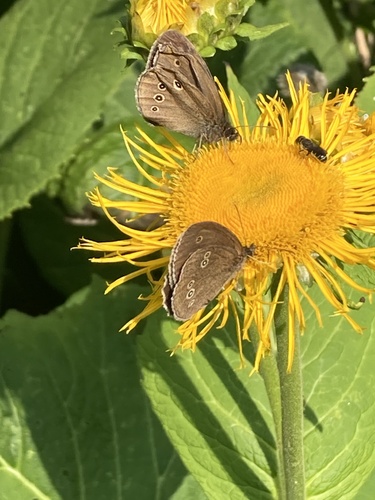 Ringlet