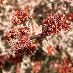 Crassula pruinosa