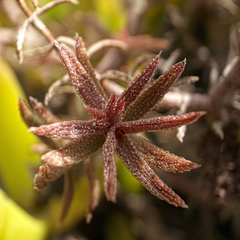 Crassula pruinosa