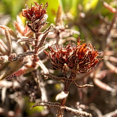 Crassula pruinosa