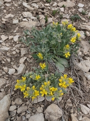 Physaria bellii