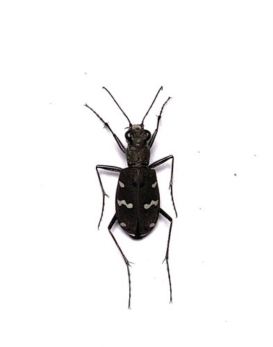 Cicindela gemmata