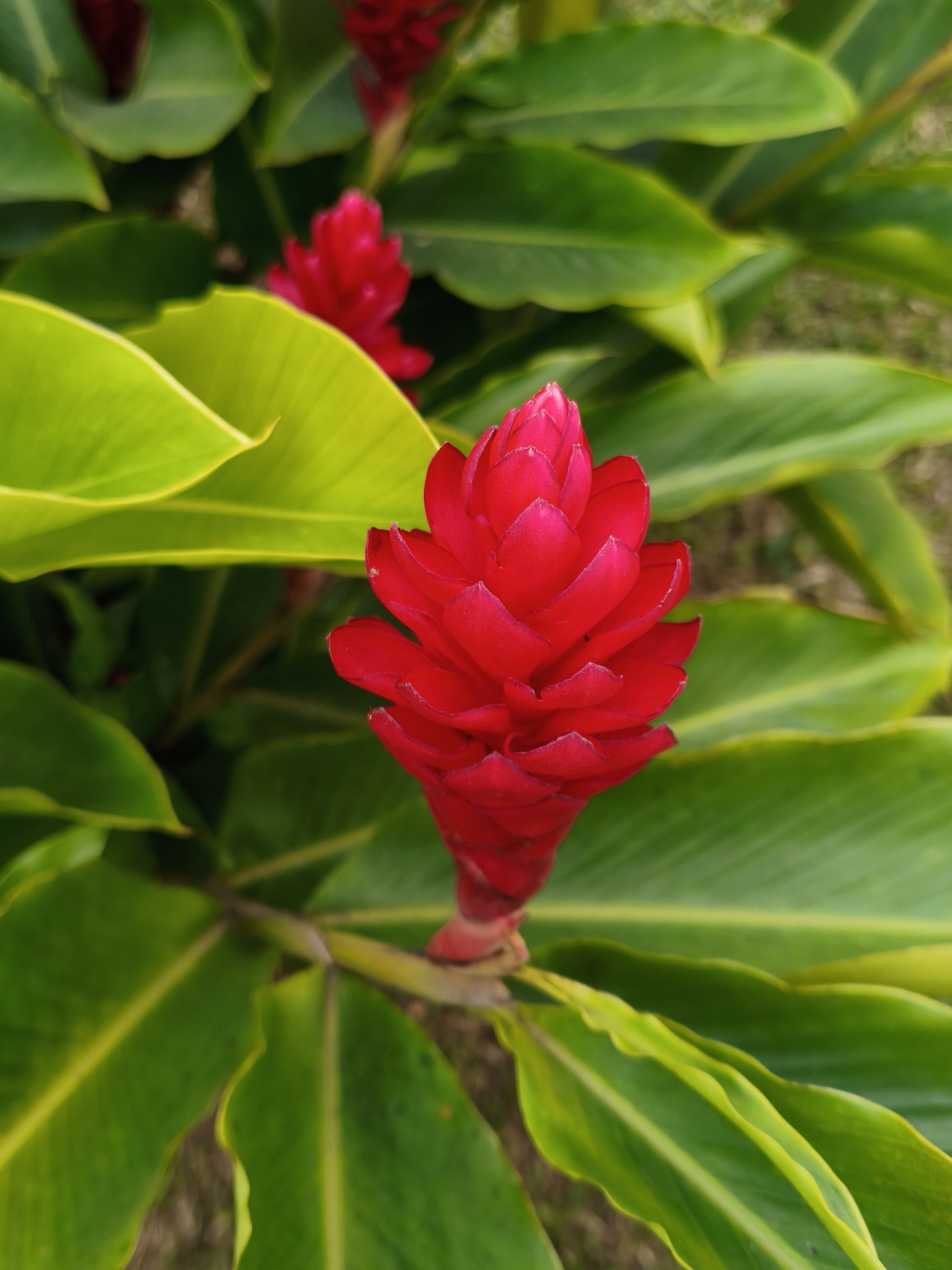 Alpinia purpurata