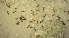 Camponotus semitestaceus
