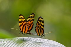 Mechanitis lysimnia utemaia