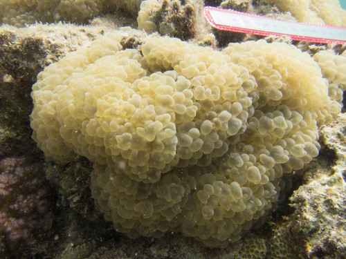 Plerogyridae