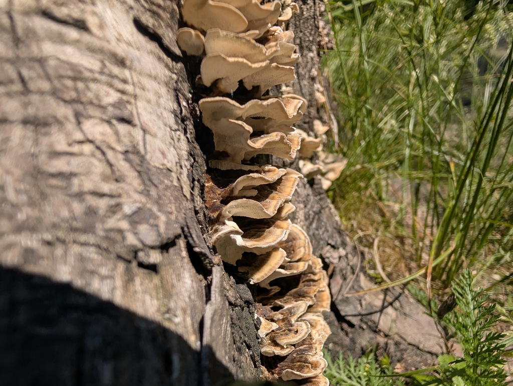 Ochre Bracket