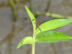Agriocnemis femina oryzae