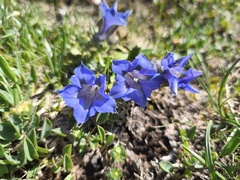 Gentiana clusii, photograph (c) arthur_haendler, some rights reserved (CC BY)