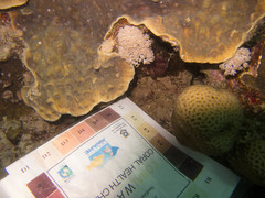 Mycedium elephantotus