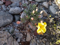Oenothera lavandulifolia