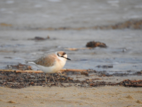 iNaturalist image