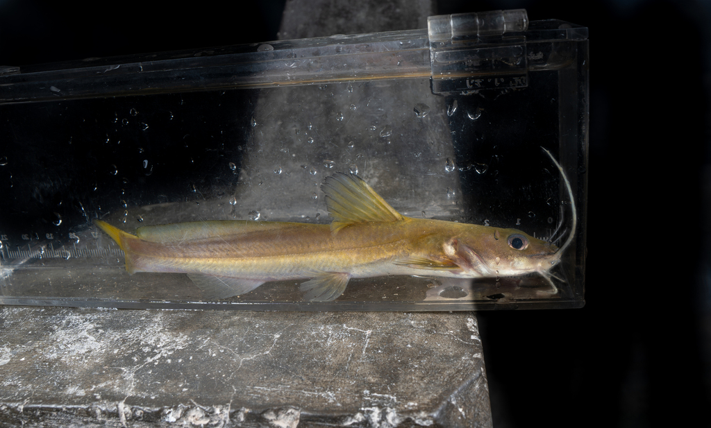 Hemibagrus macropterus — Bagridae