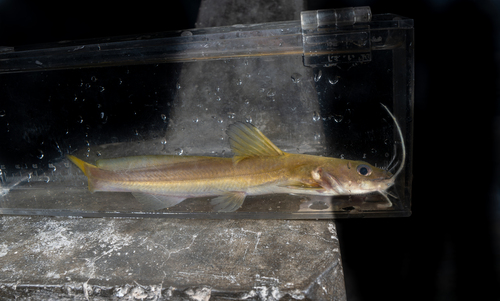 Hemibagrus macropterus — Bagridae