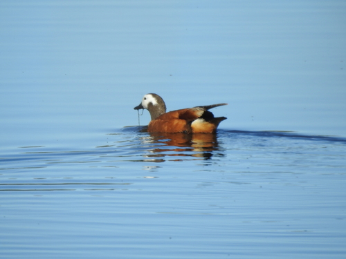 iNaturalist image