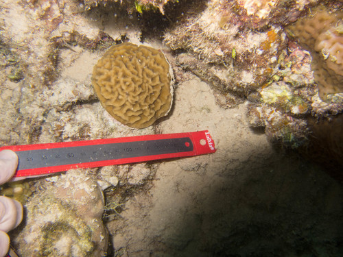 Leptoseris mycetoseroides