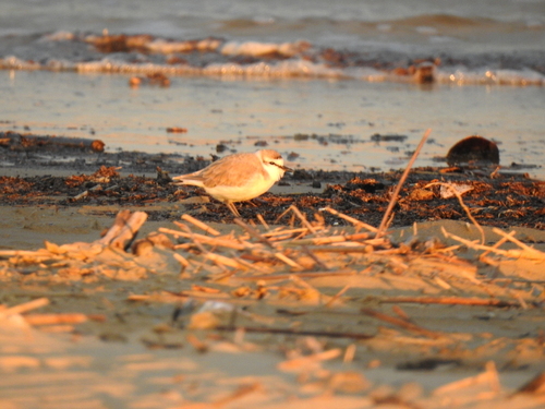 iNaturalist: (c) Neill Erasmus, some rights reserved (CC BY-NC), uploaded by Neill Erasmus iNaturalist image