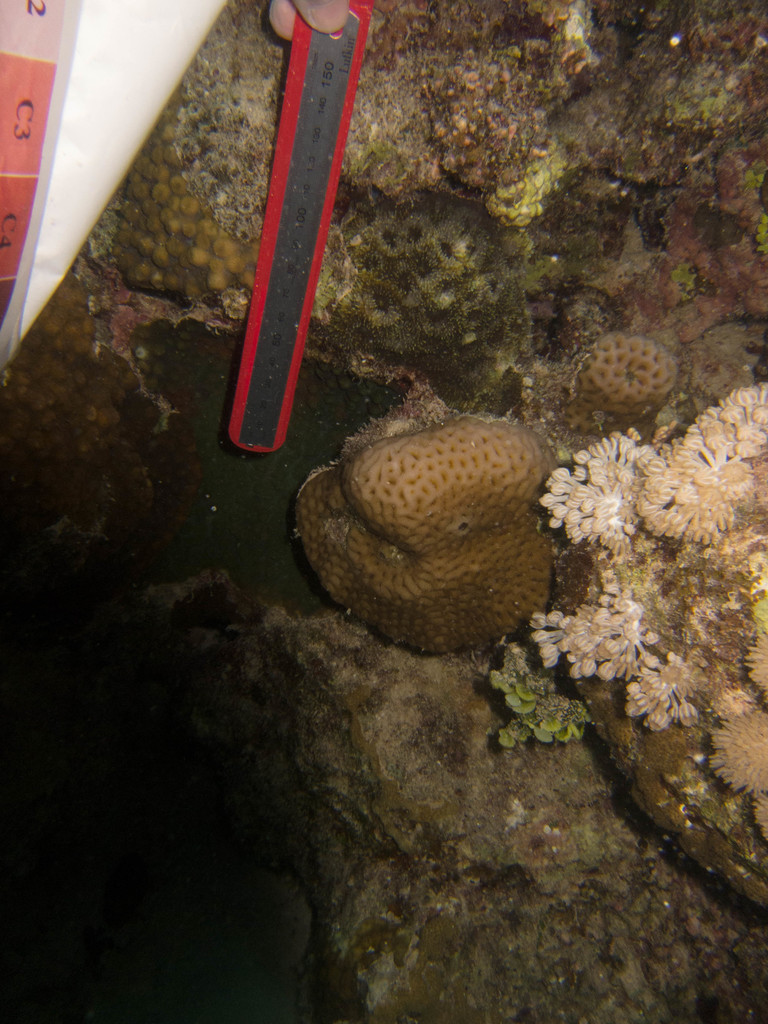 Pineapple Coral from Thuwal, Makkah, Saudi Arabia on May 16, 2016 at 02