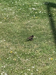 Sturnus vulgaris