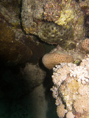 Acanthastrea echinata
