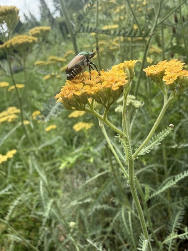 Japanese Beetle