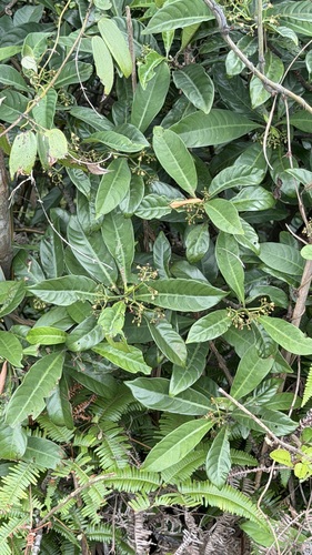 Psychotria asiatica, photograph 5