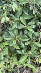 (c) Kiwi Shen, some rights reserved (CC BY) Psychotria asiatica, photograph (c) Kiwi Shen, some rights reserved (CC BY)
