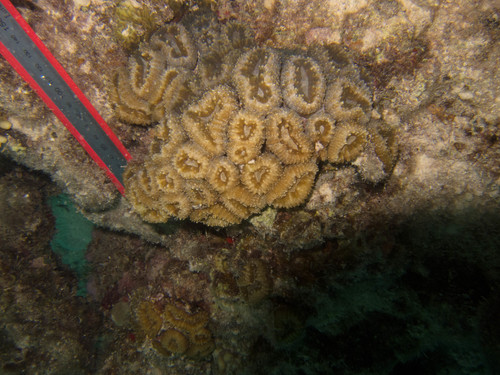 Lobophyllia corymbosa