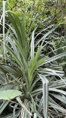 Pandanus odorifer, photograph (c) Kiwi Shen, some rights reserved (CC BY)