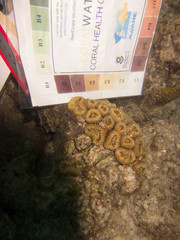 Lobophyllia corymbosa