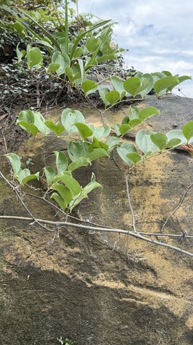 Smilax china, photograph 4