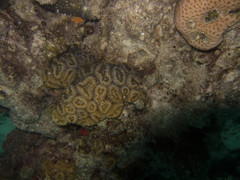 Lobophyllia corymbosa