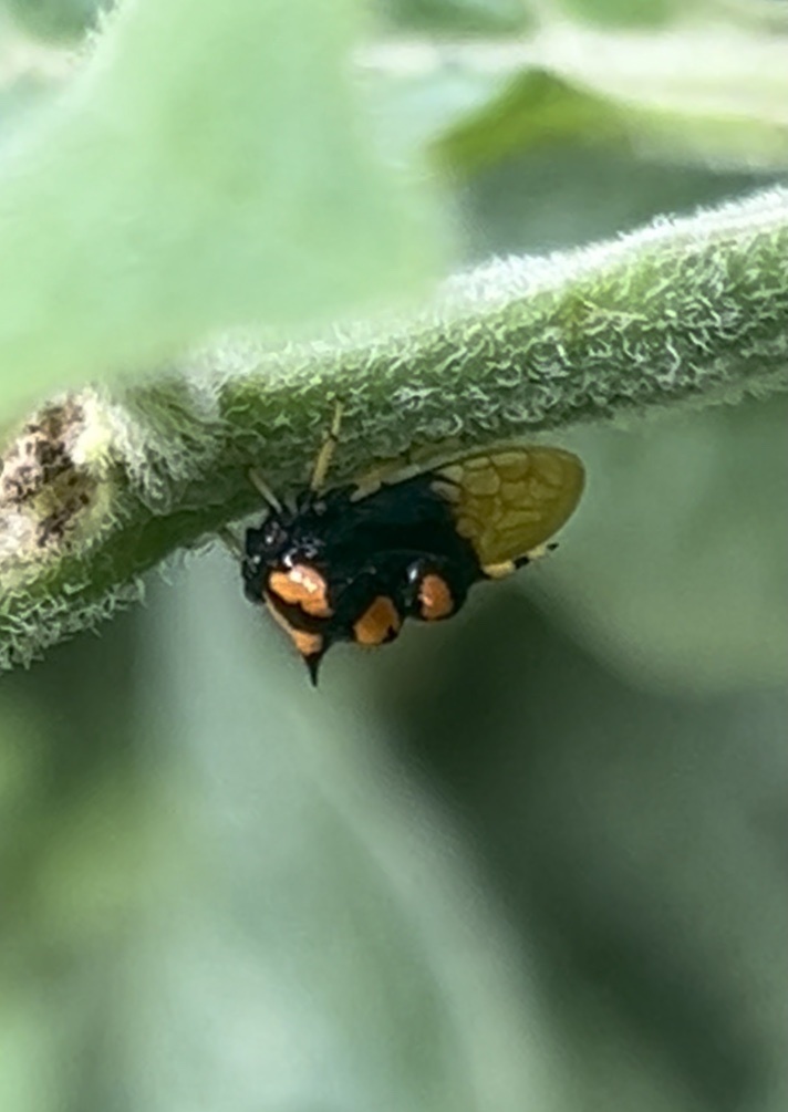Antonae incrassata