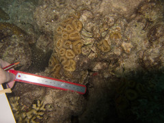 Lobophyllia corymbosa