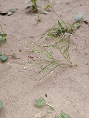 Eragrostis amabilis