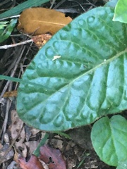 Beilschmiedia tarairi