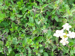 Barleria eranthemoides